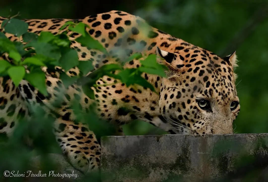 There's nothing like the thrill of spotting a leopard through the dense foliage. This one was taking a drink, almost completely hidden. I waited for that perfect moment when it looked up, its eyes telling a story of the wild. This is what authentic, unstaged wildlife photography is all about.
