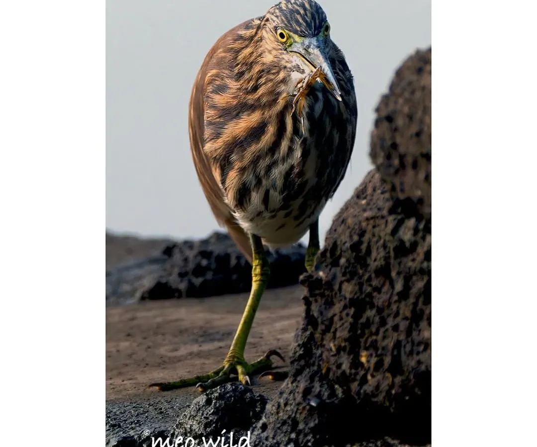 Action shots are my favorite challenge! I waited patiently to capture this Pond Heron at the exact moment it snatched a small crab for its meal. It’s a raw, powerful glimpse into the daily life of a wetland predator.