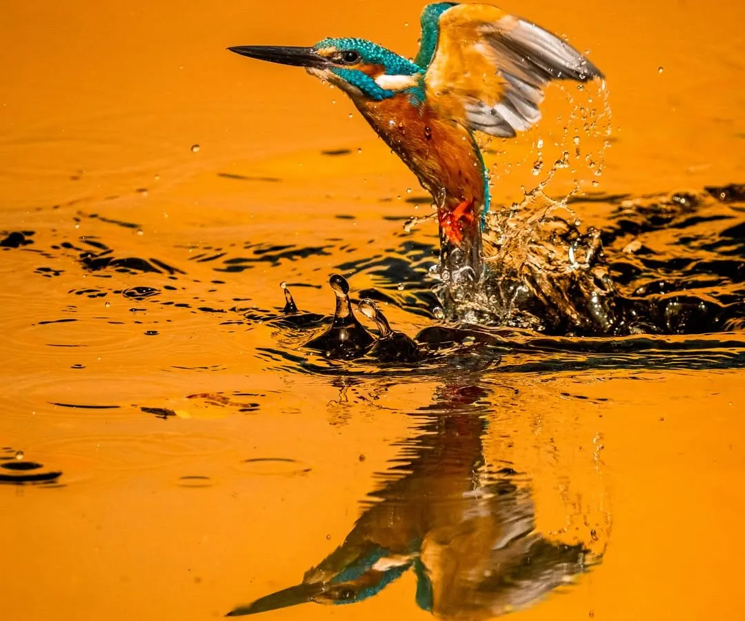 The thrill of bird action photography is freezing a split second in time. Here, a Common Kingfisher launches from the water in Wai, Maharashtra, its reflection captured in the golden-hour glow. This shot demonstrates my ability to anticipate movement and capture the raw energy of wildlife.