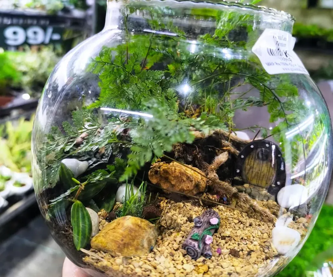 Step into a miniature world with our handcrafted terrariums. This glass bowl terrarium features lush ferns and charming figurines, creating a tiny, self-sustaining garden that's perfect for any desk or tabletop.