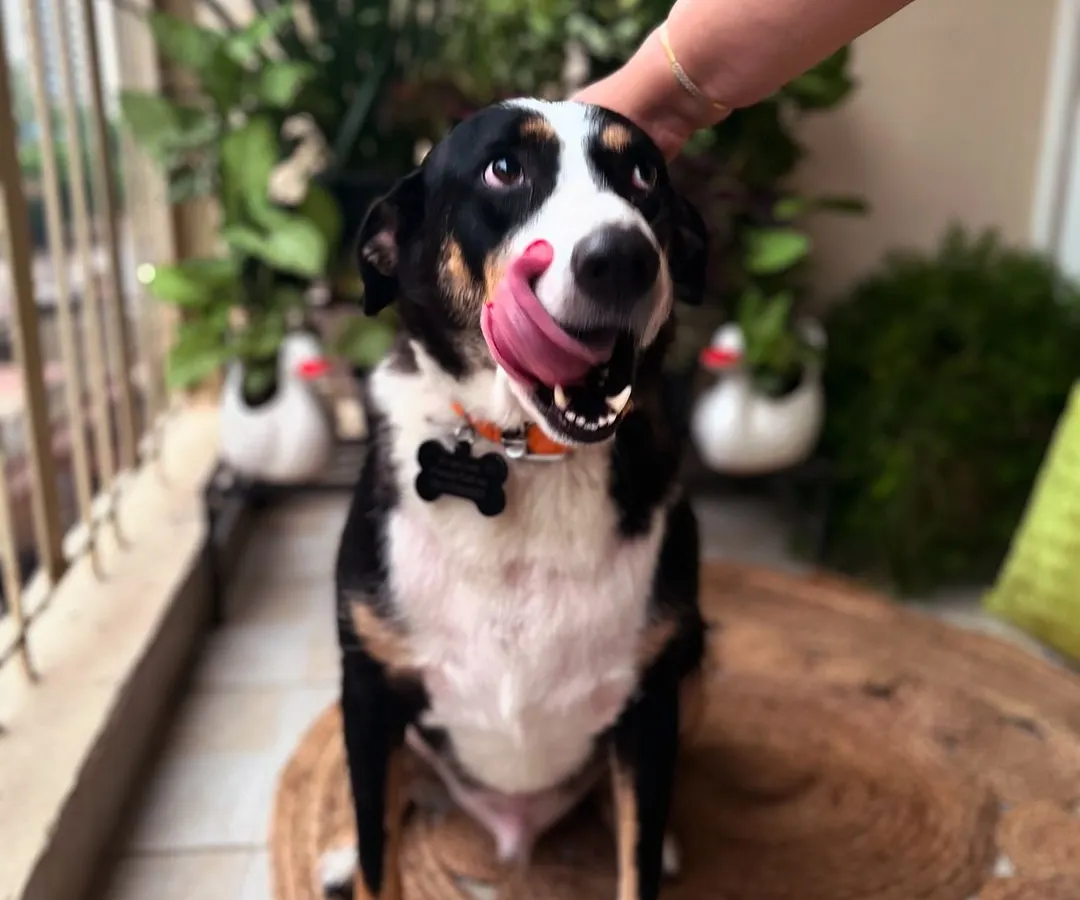 My Chief Pawsitivity Officer, Max, giving his seal of approval on a recent balcony project. I make sure my green spaces are beautiful, relaxing, and completely safe for your furry friends.