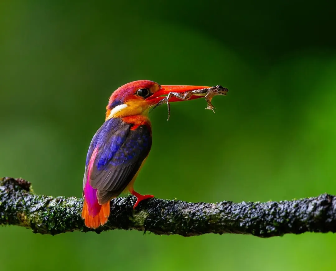The Oriental Dwarf Kingfisher, a tiny jewel of the forest. Capturing its vibrant colors requires not just technical skill but a deep understanding of its habitat, something I focus on teaching during my bird photography workshops.