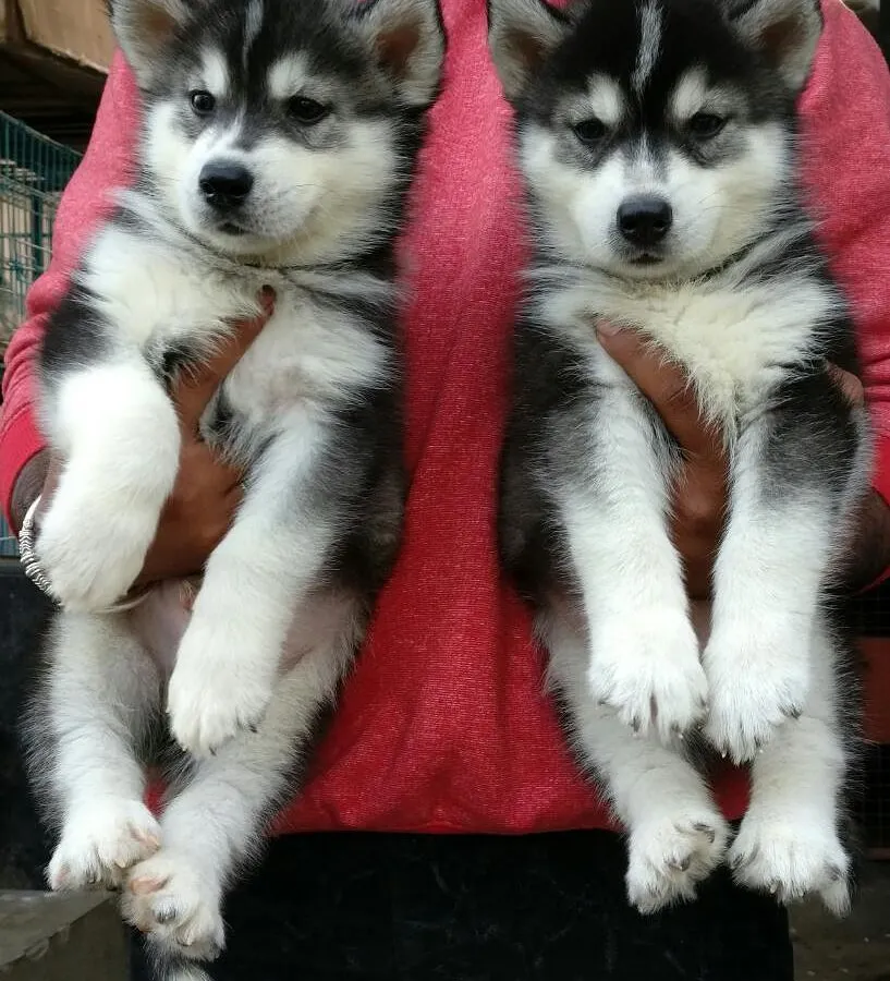 Meet two of our beautiful Siberian Husky puppies, showcasing their distinct markings and bright eyes. We work with ethical breeders to ensure all our purebred puppies, including these energetic and intelligent huskies, are healthy and well-socialized.