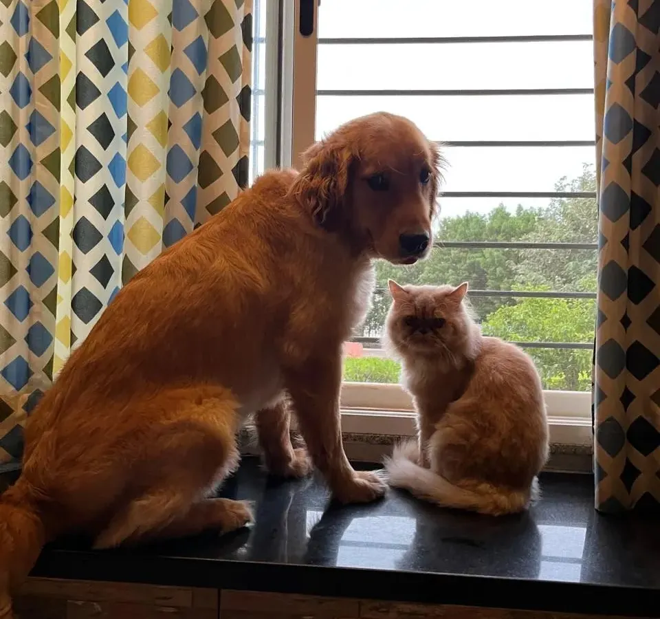 This is Loki, a gentle Golden Retriever, sitting calmly by the window with his feline friend. It’s so important to me that my dogs can fit into a home with existing pets, and Loki is a perfect example of a calm, cat-friendly companion looking for a new family.