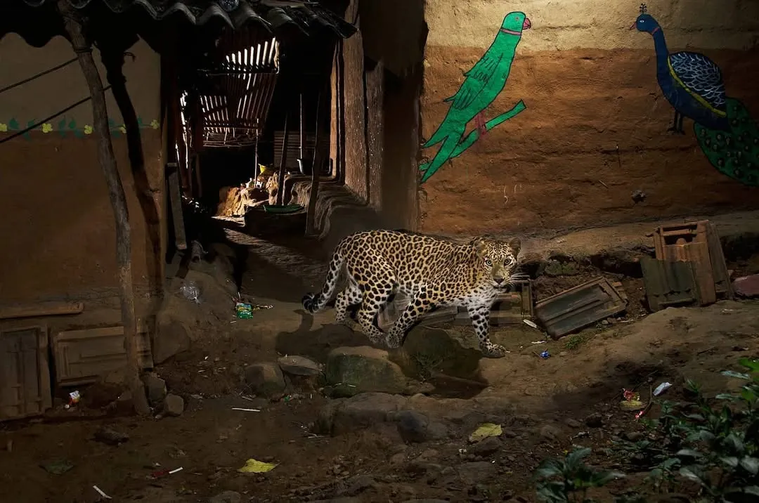 A leopard moves silently through the alley of a Warli tribal settlement on the fringes of Mumbai. The paintings on the wall depict local wildlife, a testament to the tribe's deep-rooted culture of tolerance and respect for the animals they share their home with.