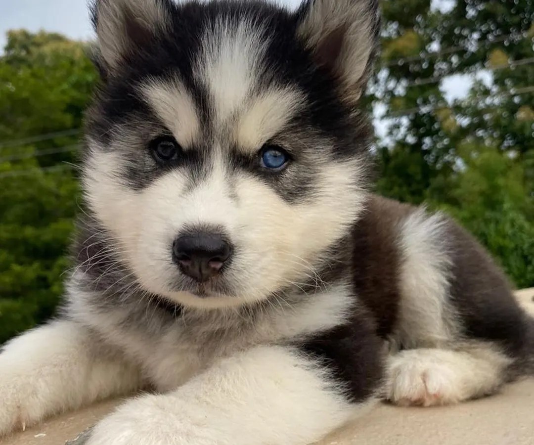 Meet this stunning woolly coat Siberian Husky pup with unique odd eyes. We specialize in breeding Huskies with excellent temperaments and striking features like this little one, ensuring they are both beautiful and well-socialized.