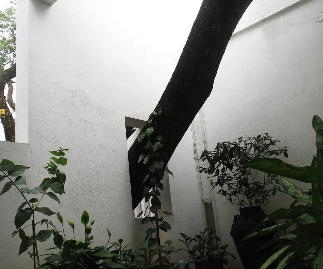 To us, landscape design means respecting what is already there. For this residential project, we chose to puncture the courtyard wall, creating an opening to accommodate a beautiful, mature tree and integrate it into the architectural form.