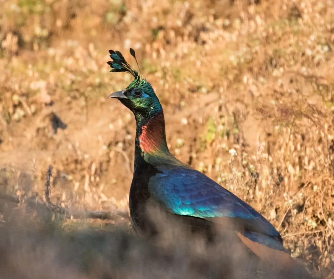 The stunning Himalayan Monal, the state bird of Uttarakhand, displays its iridescent, rainbow-like plumage in the golden light. This shot, taken in the high-altitude region of Chopta, highlights the beauty of Himalayan avian life.