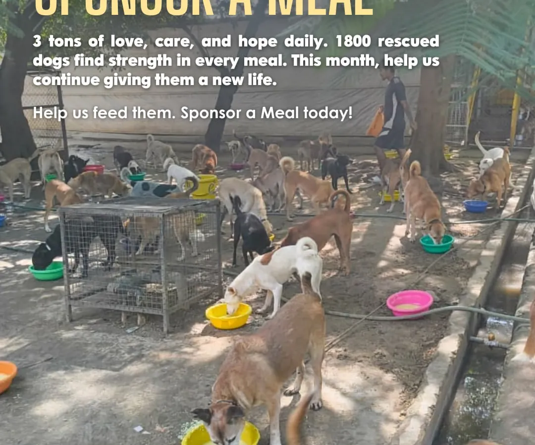 Three tons of food, every single day. This is what it takes to feed over 1,800 rescued dogs at our sanctuary. Sponsoring a meal is the most direct way to give them the strength and nourishment they need to heal and thrive.