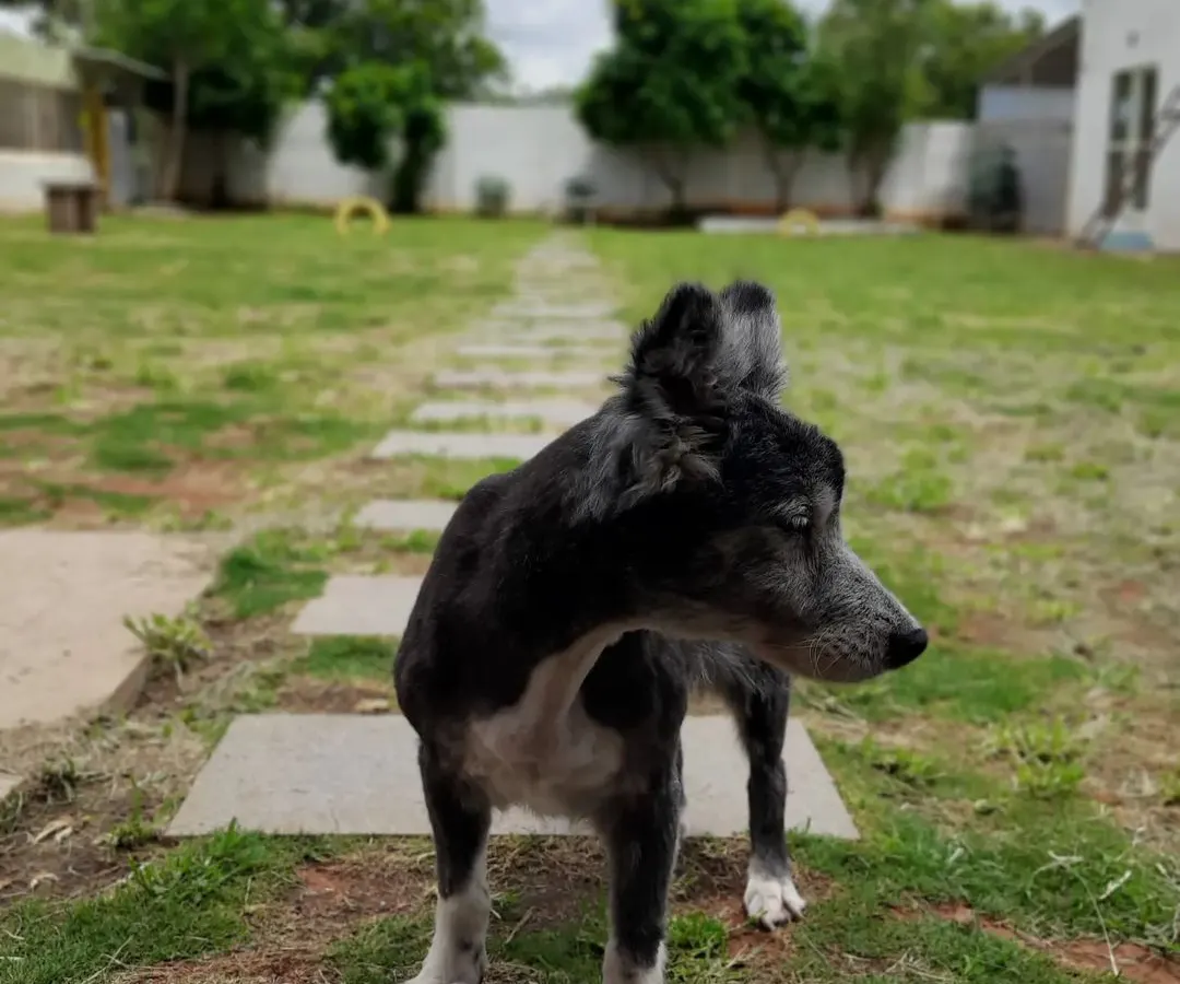 This is Diva, our beautiful 18 year old guest. Caring for senior dogs is a privilege we take very seriously. We ensure they have the softest beds, the calmest environment, and all the gentle affection they deserve in their golden years.
