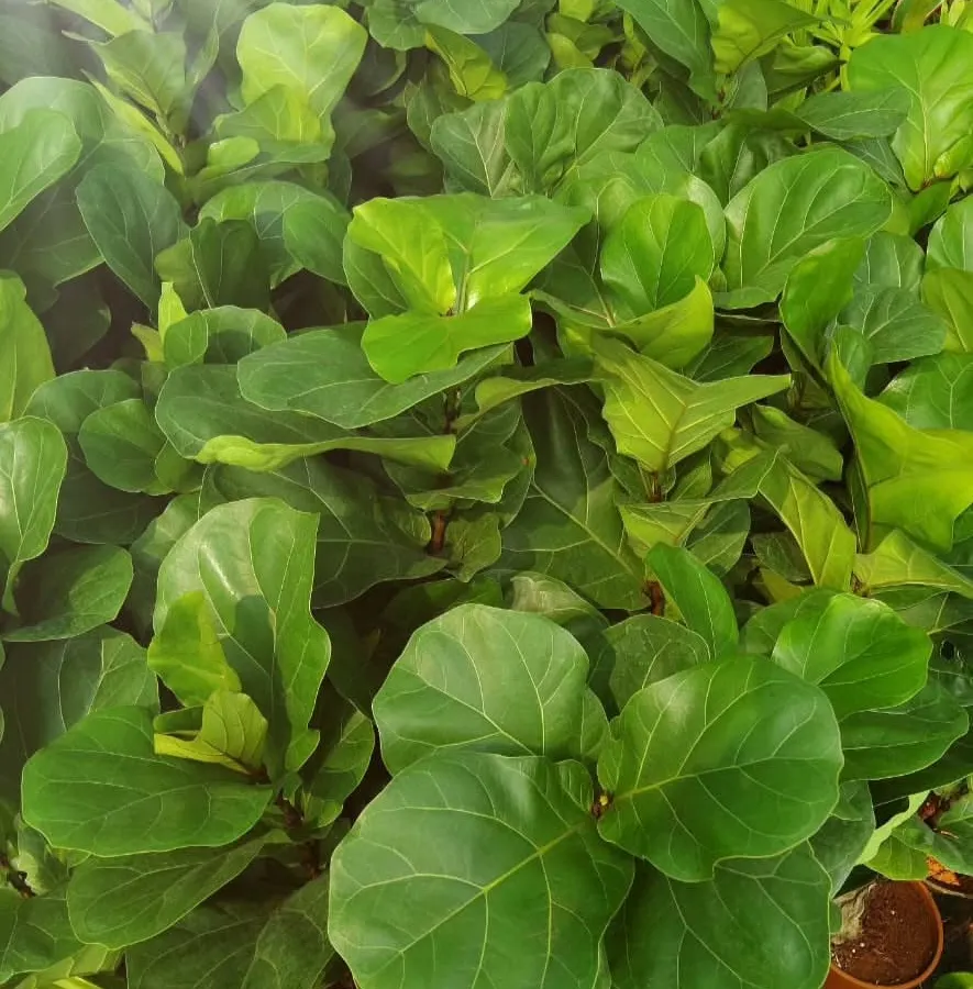 The Fiddle Leaf Fig, or Ficus lyrata, is a popular choice for our annual office plant contracts. Its large, sculptural leaves create an instant impression in reception areas and executive cabins.