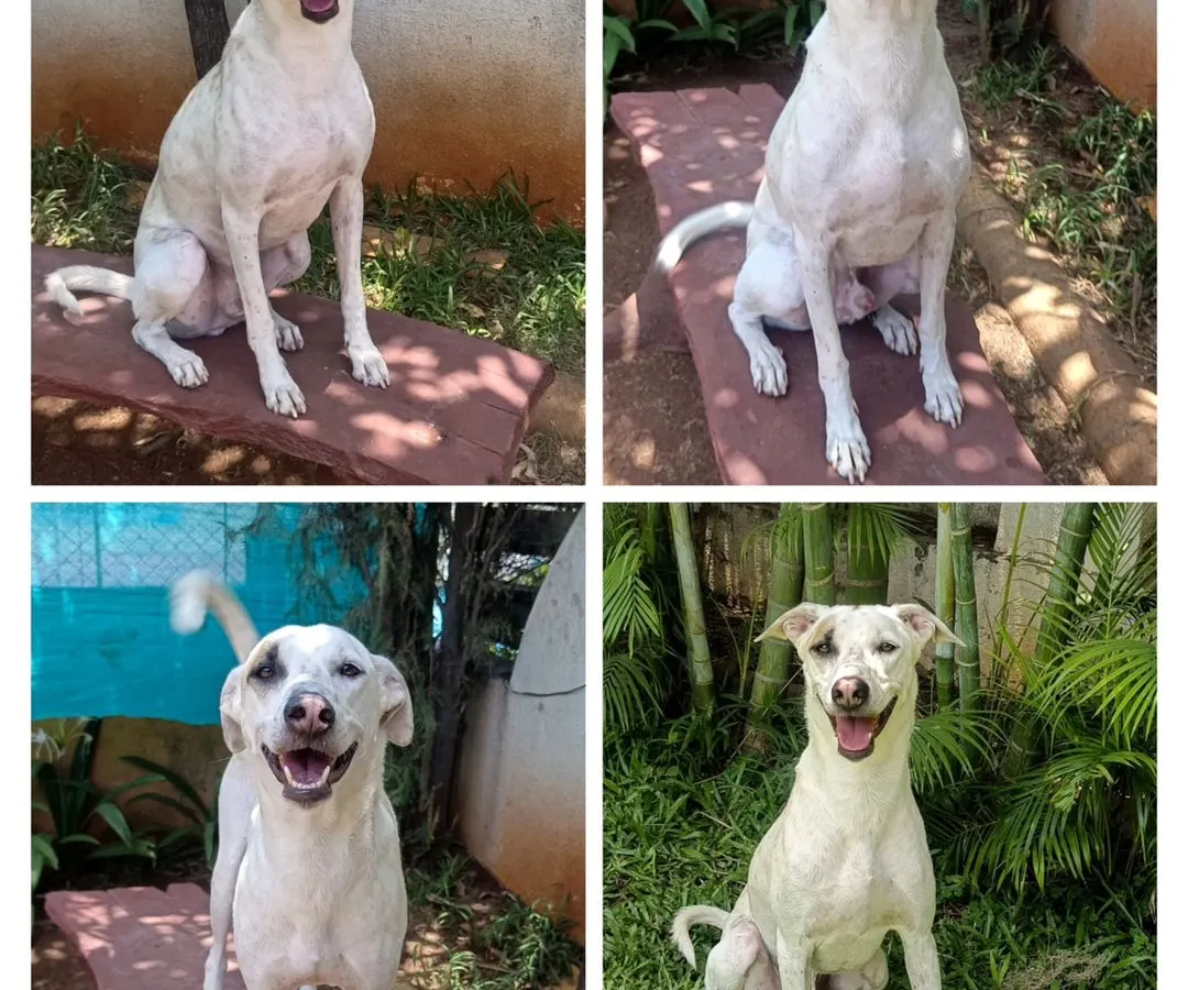 Meet Theo, one of our adorable Indies looking for his forever pack! His happy smile is a reminder of the amazing, loving dogs waiting for a second chance at our rehoming facility.