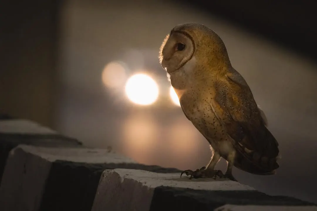 A Barn Owl finds a moment of peace on a highway divider amidst the blur of city lights. On our tours, we show you how wildlife has adapted to survive, and even thrive, in the most unexpected corners of Delhi NCR.