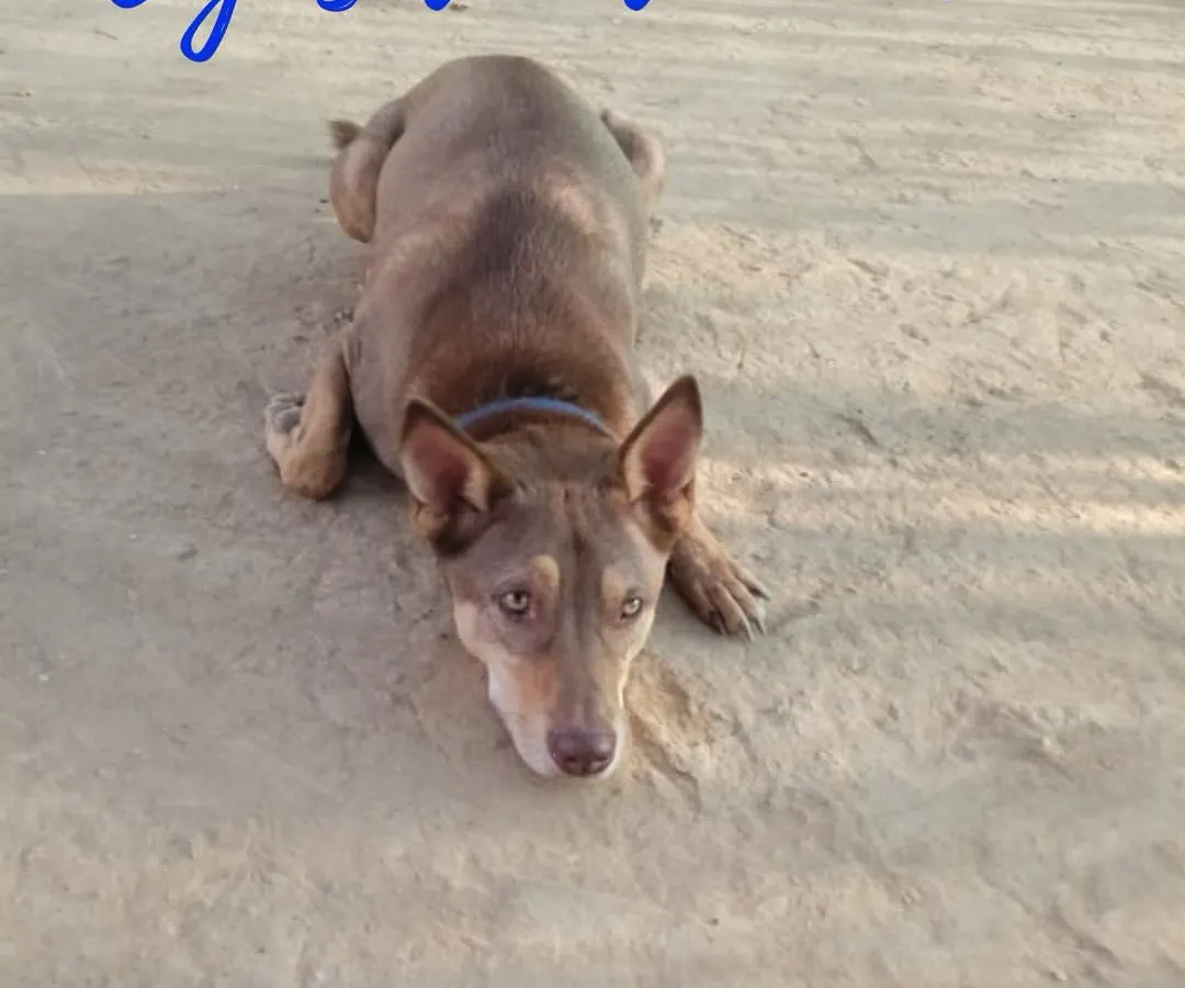 This picture shows one of our rescues enjoying the yard, a simple freedom that is a key part of their rehabilitation journey with us.