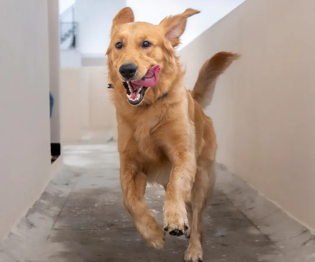 Let them run! This is what happens when you let a dog’s personality lead the photoshoot. This mid-flight shot of Asher captures his boundless energy and happy spirit, proving that the most memorable portraits are often the ones in motion.