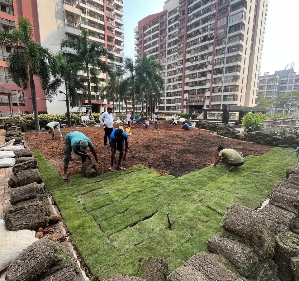 No project is too big for our team. Here we are laying a 6,500 square foot lawn for the Maple Leaf residential complex in Powai, a task we successfully completed in just three days.