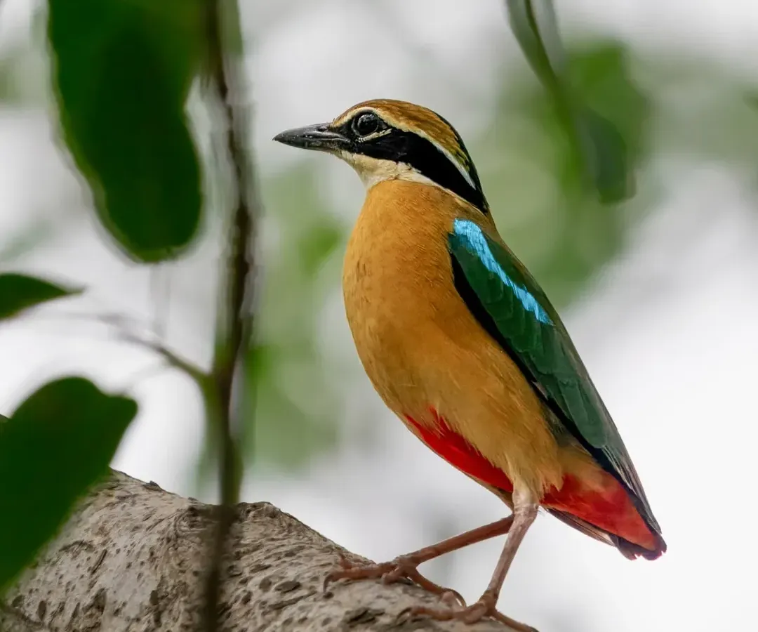 A perfect portrait of the vibrant Indian Pitta, also known as 'Navrang' for its nine colours. This shot highlights its stunning green, blue, and red plumage, a true jewel of the Indian forests.