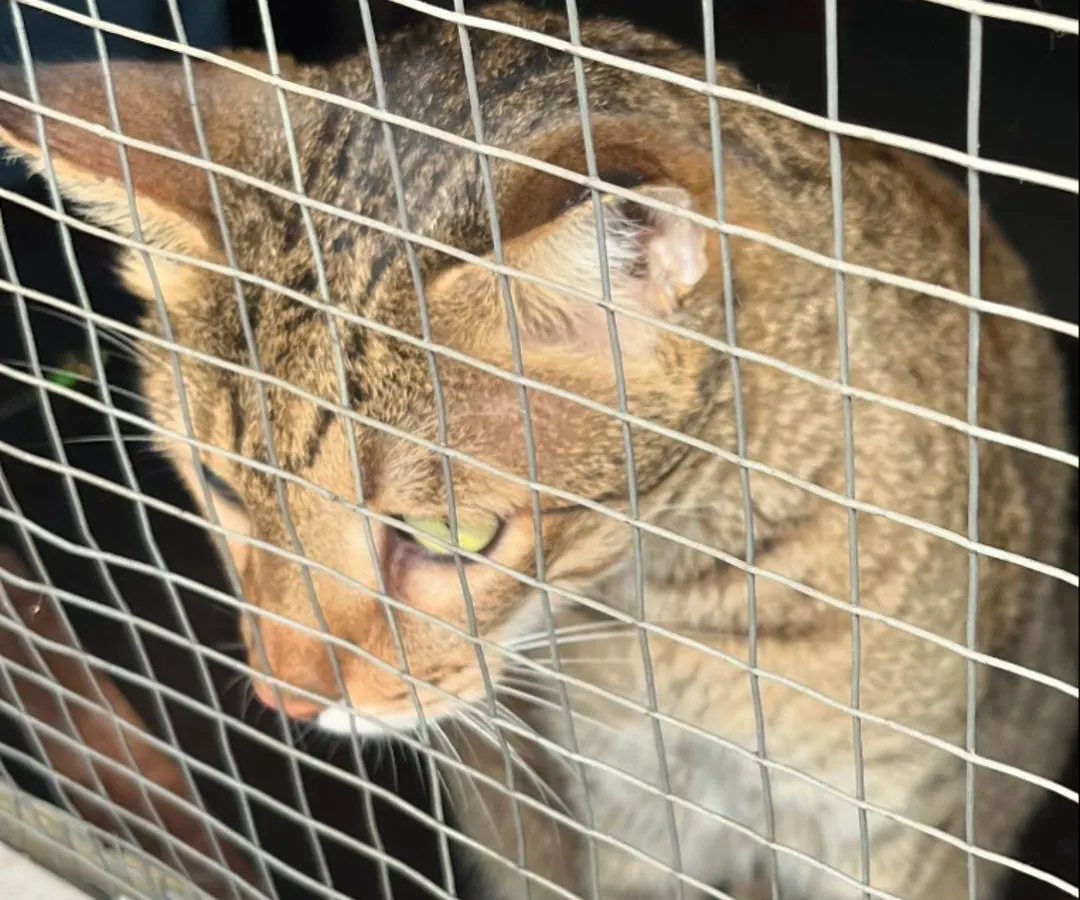 This handsome boy Puchka is safely contained and ready for his neutering appointment. I use humane traps to ensure the cats are secure and experience minimal stress during the trapping process. It's the first crucial step in our trap neuter return mission.