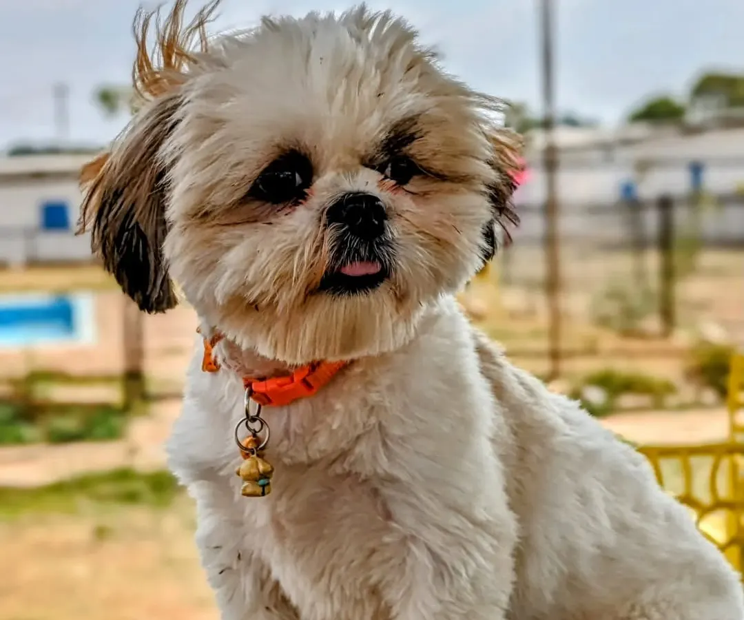 This is the result of our pampering. A fresh haircut, clean coat, and a happy expression say it all. We specialize in breed-specific trims, like this one for a Shih Tzu, ensuring they look great and feel comfortable.