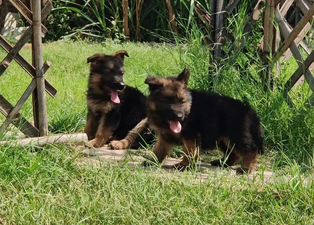 Meet my German Shepherd puppies from an imported champion bloodline. You can see their confidence and strong posture even at this young age. I raise them to be intelligent and loyal companions.