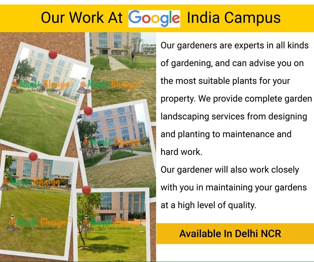 I am proud to have designed and maintained the landscapes at the Google India Campus. This project involved large scale lawn management and planting designs that suit a professional corporate environment, proving that no project is too big for my team.