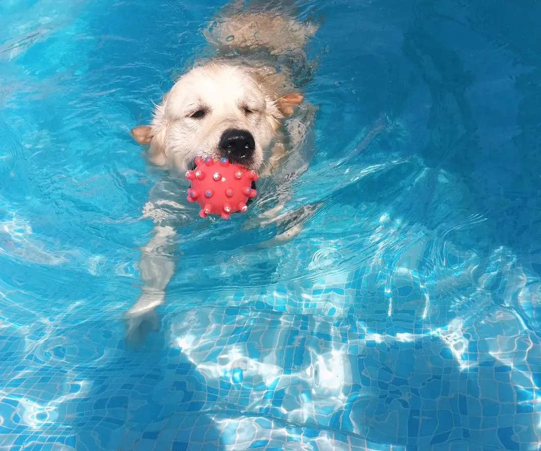 This happy swimmer has found their favorite toy. Our pool is always stocked with balls, frisbees, and other fun toys to keep the pups engaged and active in the water.