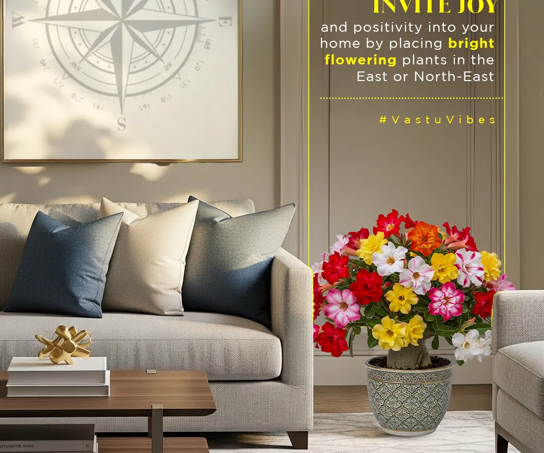 According to Vastu, placing bright, flowering plants in the East or North-East direction of your home invites joy and positivity. I help you select and place plants with intention, turning your home into a space that radiates good vibes.