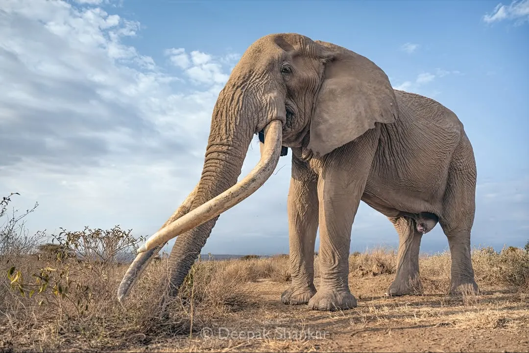 Meeting Craig, the legendary super tusker of Amboseli, was a spiritual experience. Standing before him, you feel the weight of his history and the gentle wisdom in his eyes. This full-color print captures his immense presence and the vibrant life of the savanna, making you feel like you're right there with him.