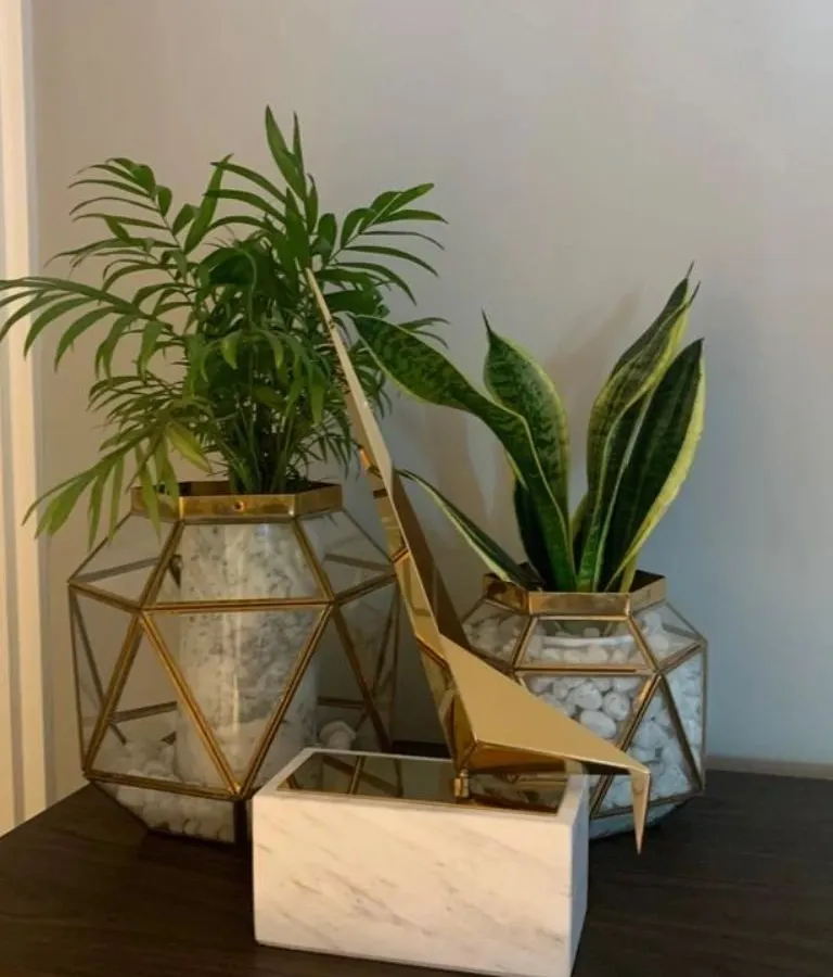I believe the right planters are as important as the plants themselves. This arrangement features a Parlor Palm and a Snake Plant, both excellent for purifying indoor air, housed in contemporary geometric planters with brass accents. It’s a perfect example of how I blend modern decor with the natural beauty of biophilic design for a stylish tabletop.