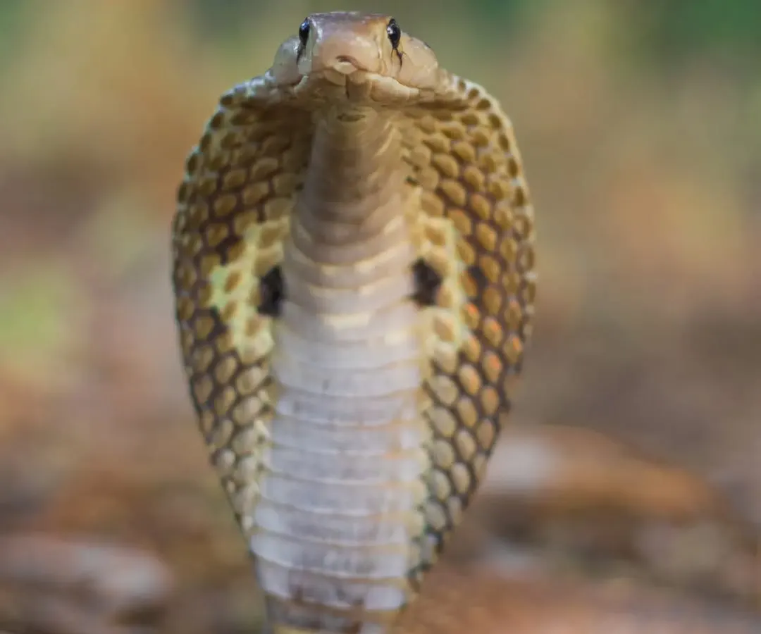 The Indian Spectacled Cobra, a snake that commands both reverence and fear. Through my photography, I aim to go beyond the fear and show the incredible beauty and importance of these reptiles, which are so vital to our natural world.