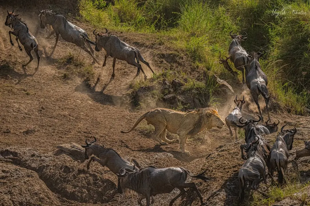 Capturing the Great Migration is about freezing chaos into a story of survival. Here, a lion charges into a herd of wildebeest, and every element tells a tale of instinct and power. My Sony Alpha 1, shooting at 30 fps, allowed me to stop time, capturing the flying hooves and dust, turning a split-second event into a timeless narrative.