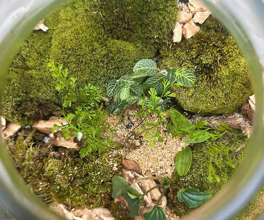 This is what you can create. A bird's eye view into a lush, self-contained world featuring vibrant moss, delicate ferns, and nerve plants. Each terrarium is a unique piece of living art for your home or desk.