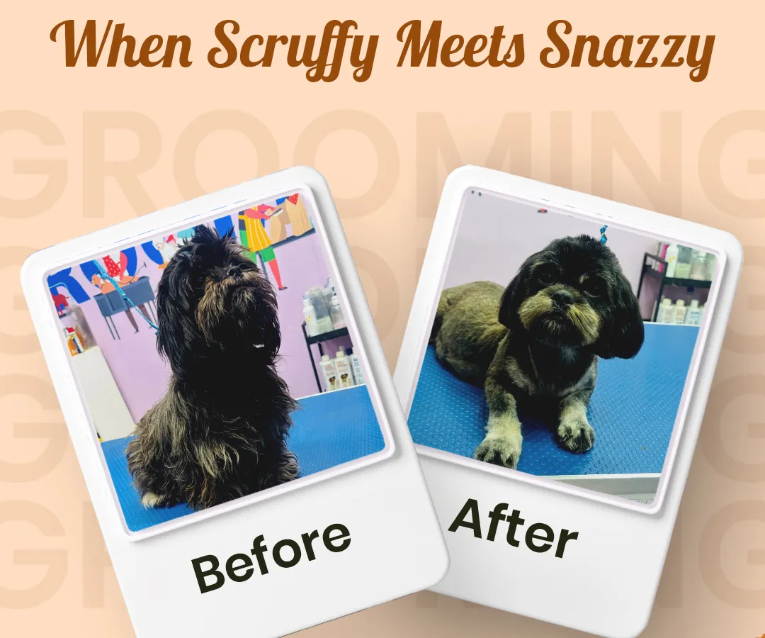 From scruffy to snazzy! This is the kind of transformation that makes us love what we do. We believe every grooming session is a chance to bring out your pet's inner superstar, and this glow-up is proof.