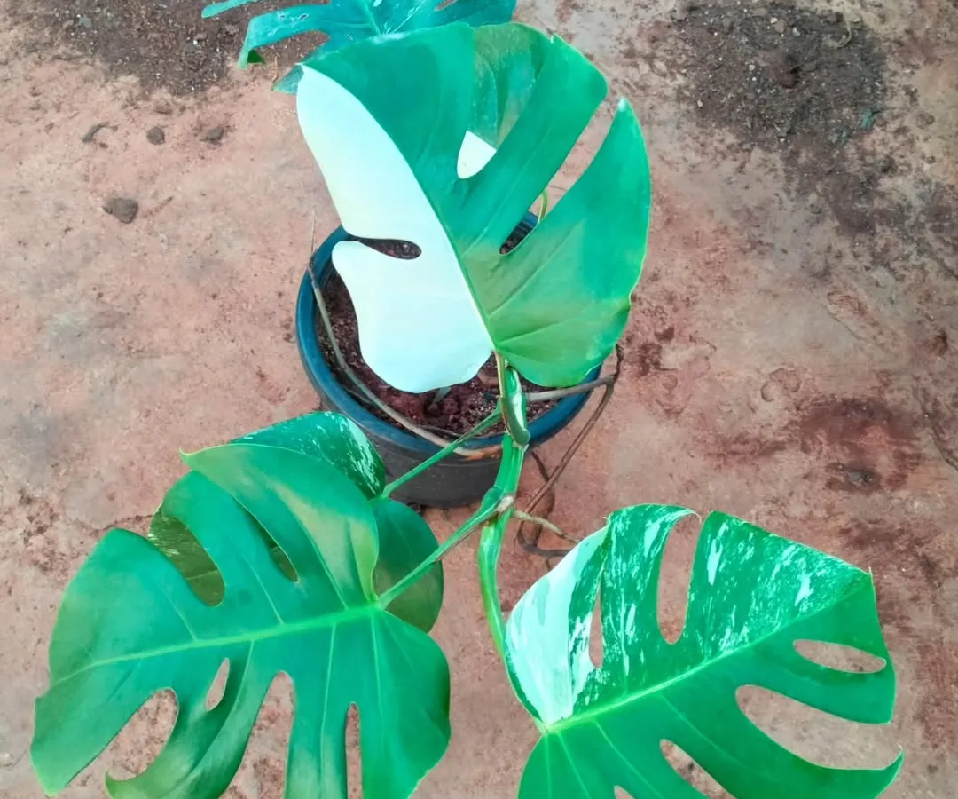 A stunning example of a Variegated Monstera, one of the most sought-after collector's plants we stock. The unique white patterns on its leaves make every plant a one-of-a-kind piece of living art.