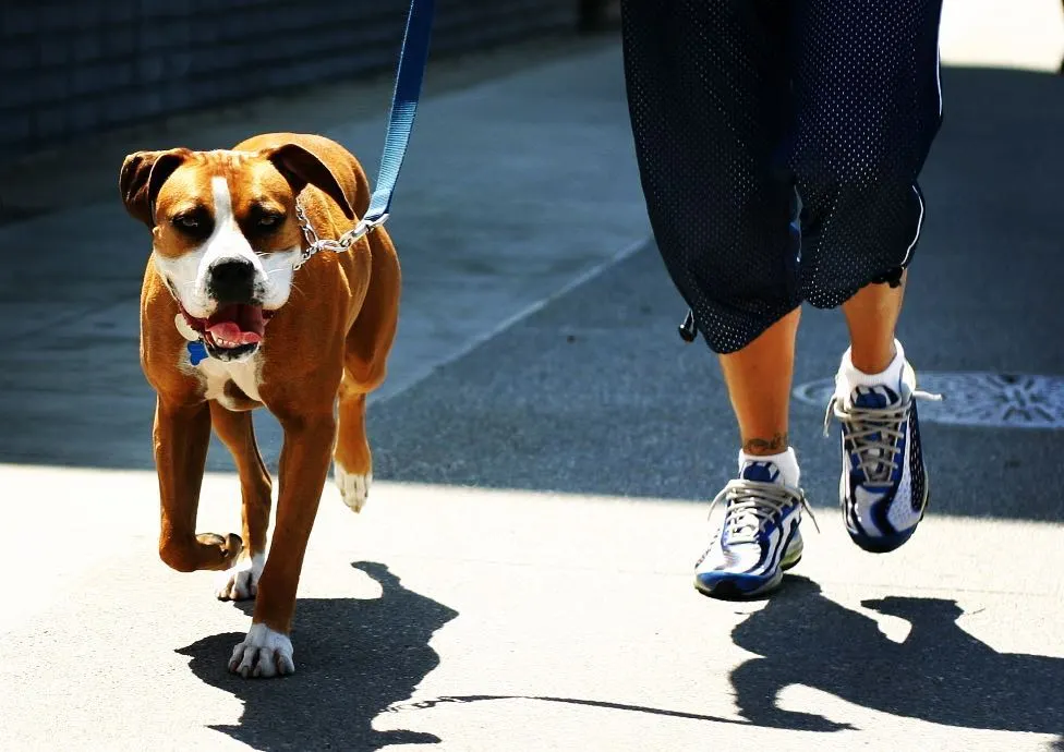 Our dog walking services are perfect for the city life in Bangalore. We take dogs like this energetic Boxer for structured walks and jogs on neighborhood sidewalks, helping them burn off energy and stay fit and disciplined on the leash.
