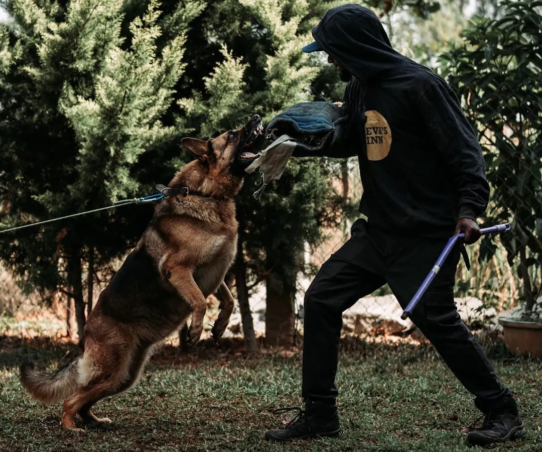 For certain breeds, I offer advanced protection training. This is Eva, a German Shepherd, practicing controlled bite work with full safety gear. It's about channeling a dog's natural instincts into focused, disciplined skill.