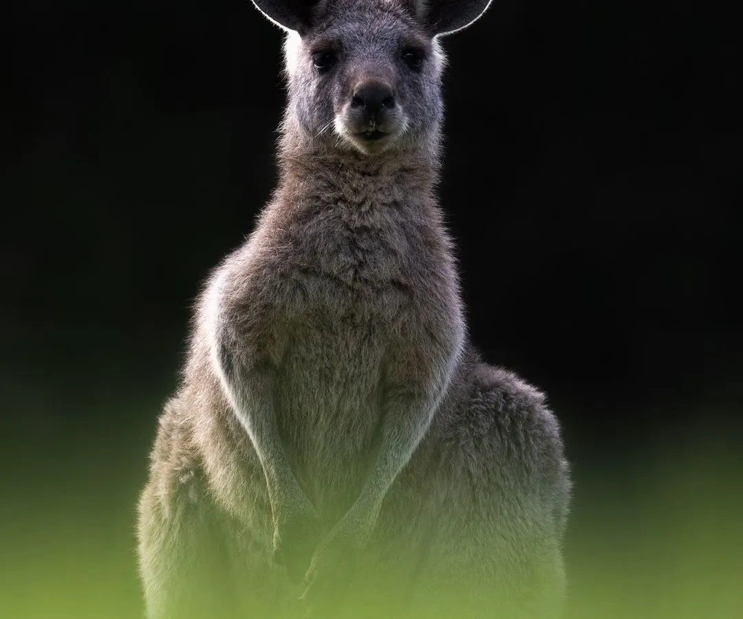 I captured this Eastern Grey Kangaroo at Lysterfield Park in Melbourne as the sun was setting. By positioning myself against the dying light, I was able to create this powerful rim-lit portrait, highlighting its form against the dark background and lush green grass.
