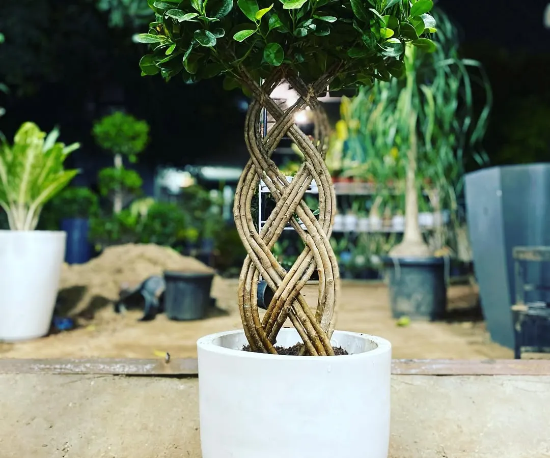 This is a Ficus bonsai with a beautifully braided trunk, potted in a modern white ceramic planter. It's a popular choice for a sophisticated and lasting gift.