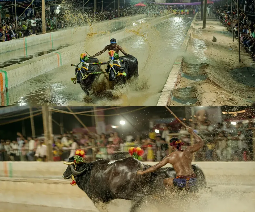 The sheer force and speed of a Kambala race captured in a split second. I thrive on the challenge of shooting this high-octane traditional sport, focusing on the dynamic action as the racers and their buffaloes charge through the muddy tracks.