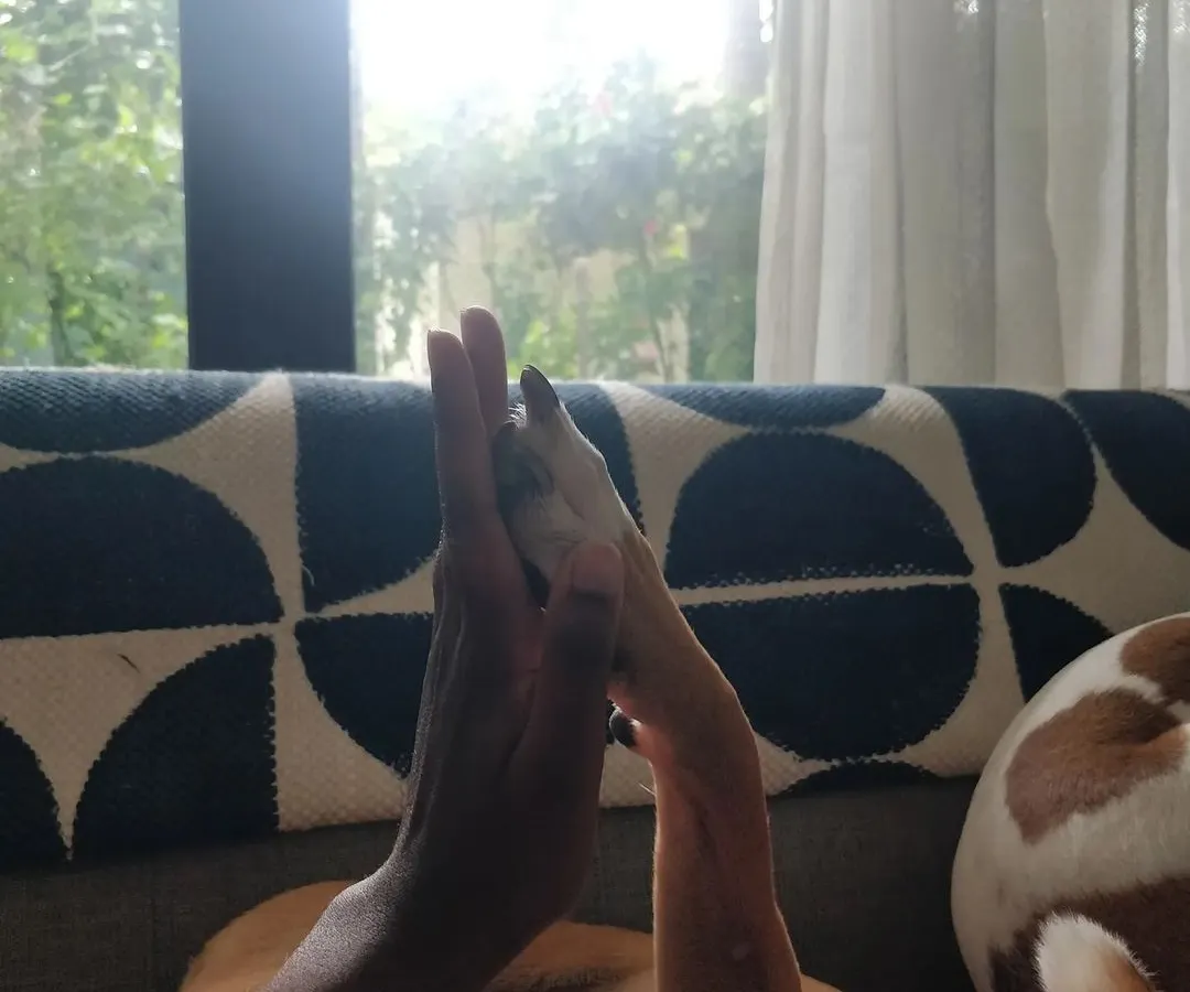 Building trust with a nervous dog is one of the most rewarding parts of my job. This is me and Kulfi, a shy girl who learned to feel safe and comfortable with me over time. I always move at a pet's pace, letting them decide when they're ready to connect.