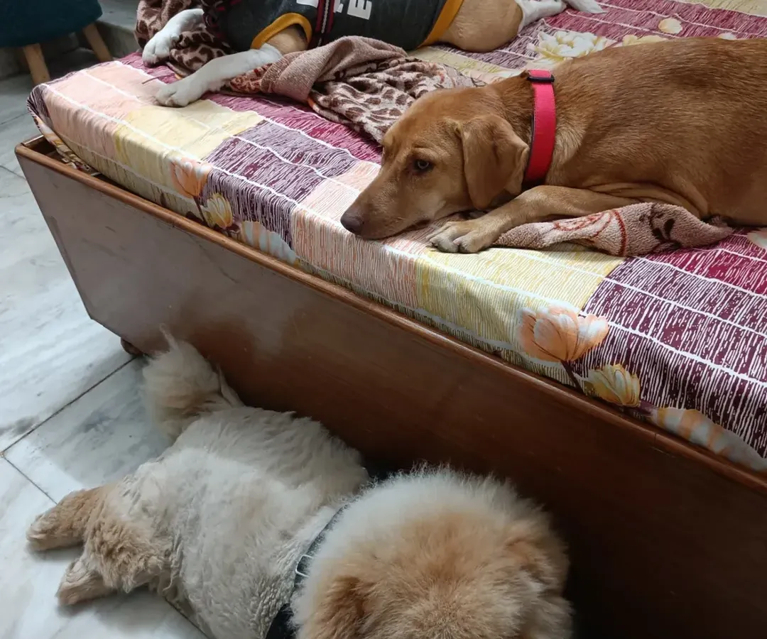 After a long day of play, it's time to relax. Here, dogs can choose their favorite spot to nap, whether it's on the bed like this Beagle and his friend, or on the cool floor like this fluffy Chow Chow. My home is their home, and comfort is always the top priority.