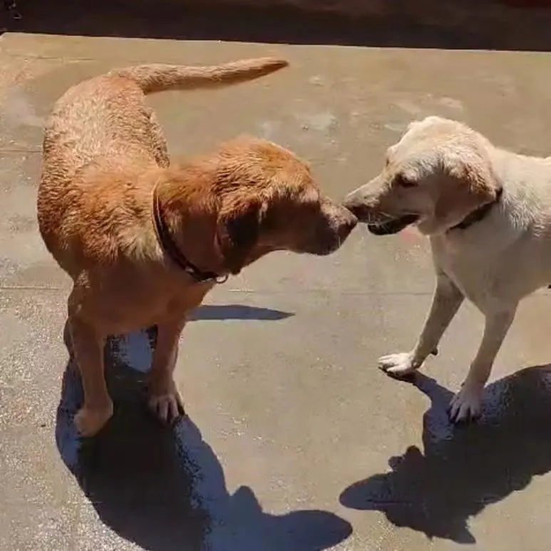 It's always amazing to see old friends reunite. This is the magic of a social boarding environment, where dogs get to play, interact, and build positive associations with other pups in a supervised setting.
