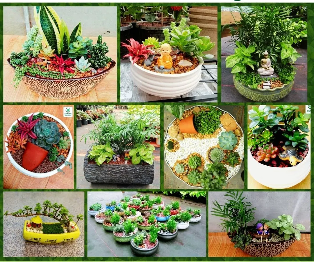 Discover the art of miniature gifting with our handcrafted garden arrangements. This collage showcases a variety of our creative designs, each telling a unique story with succulents, bonsai, and decorative elements, perfect for any occasion.