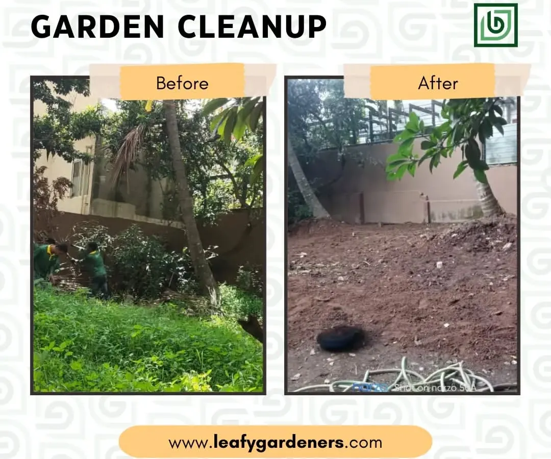 This is what I mean by a total garden restoration. The space at this Koramangala home was completely lost to overgrowth. My team and I cleared everything down to the soil, creating a clean slate for the client.