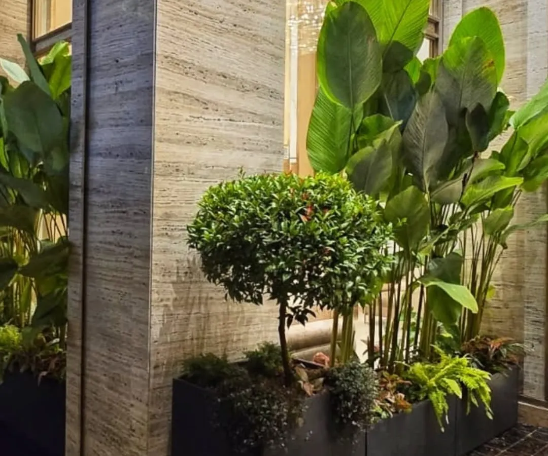 A look at our premium plantscaping for a building exterior. We used a combination of tall, broad-leafed plants and sculpted topiary to create a sophisticated and welcoming entrance that complements the modern architecture.