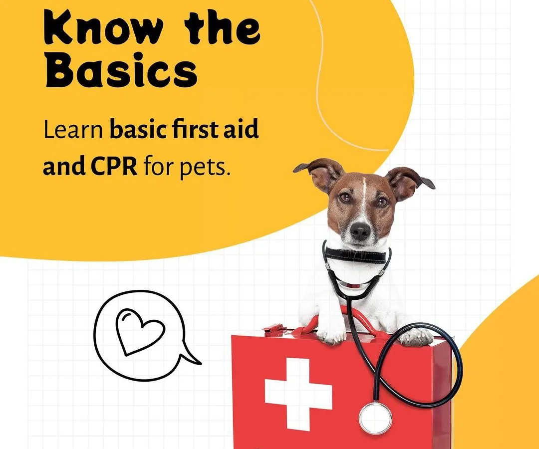 Your pet's safety is our top priority. All our hosts are trained in the essentials, including basic first aid and CPR for pets, ensuring they are prepared to handle any situation with calm and competence.