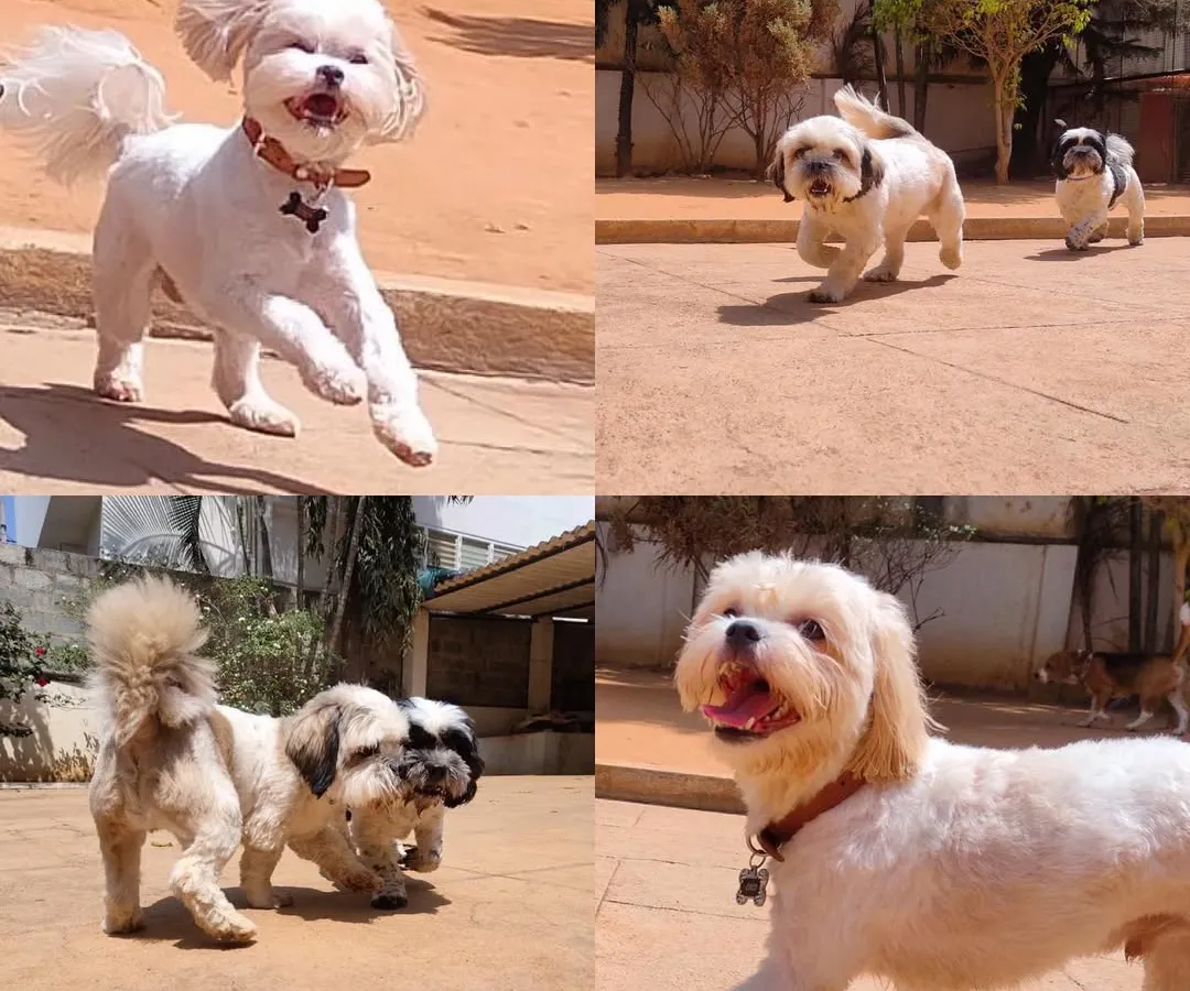 Pure happiness in motion! We love seeing our guests, like these playful Shih Tzus, frolicking and making friends in our open, secure yard. It’s all part of the stay experience we provide for every dog.