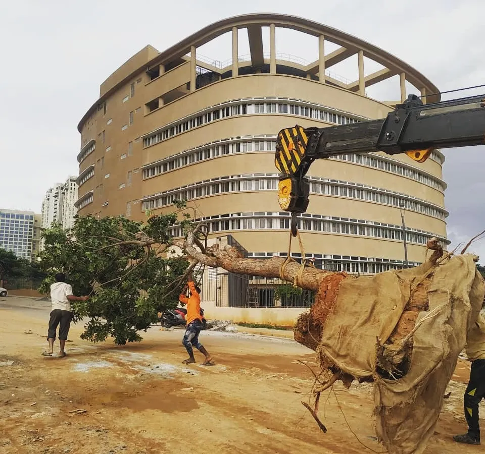 We use heavy machinery like cranes to carefully lift and move large, mature trees. This project in Bengaluru required precise handling to relocate this beautiful tree to a new spot without damaging its branches or the main trunk.