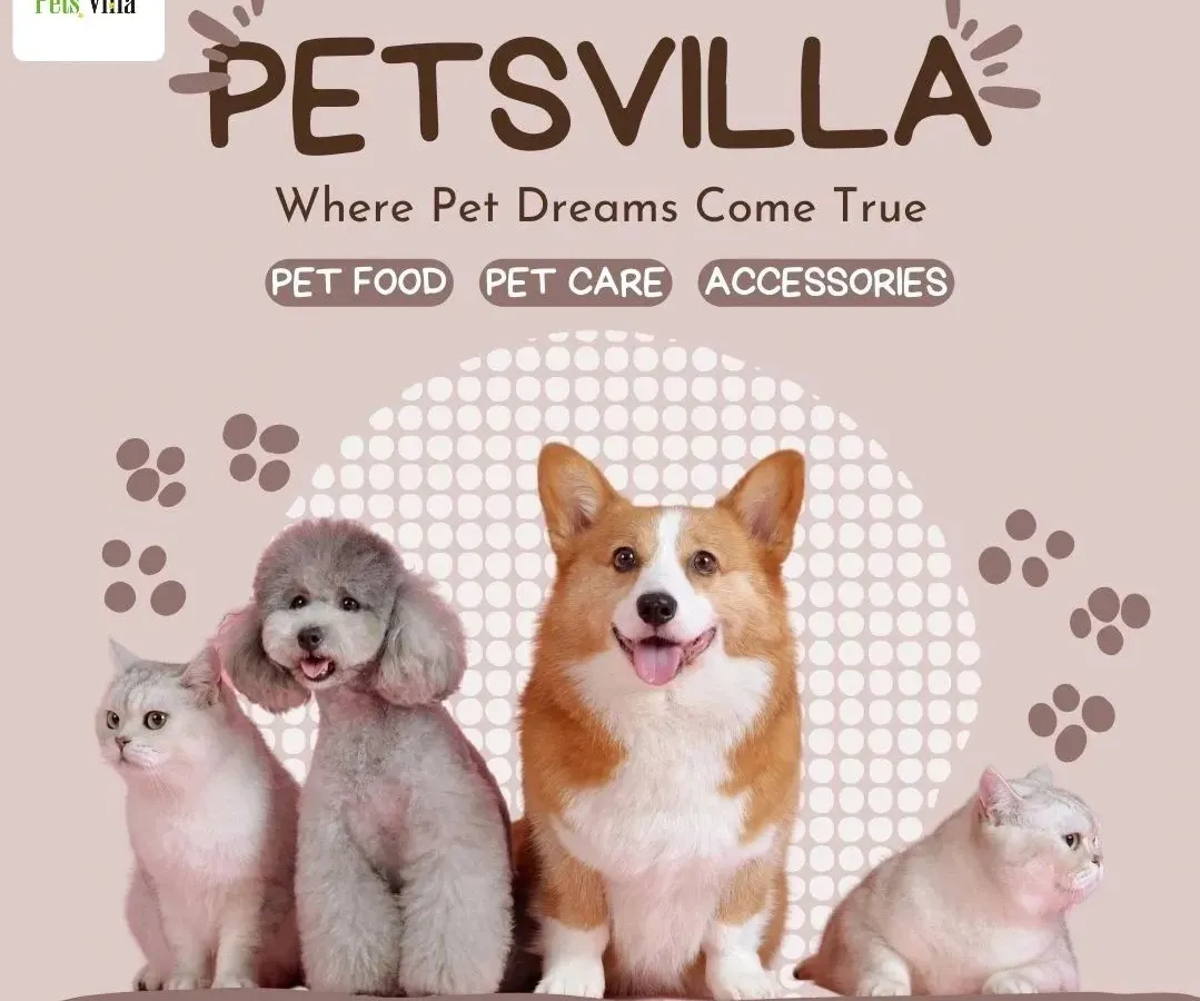 My clinic is conveniently located within Pets Villa, making pet care simpler for you. This one-stop approach means you can have a vet consultation, pick up pet food, and browse accessories all in a single visit.