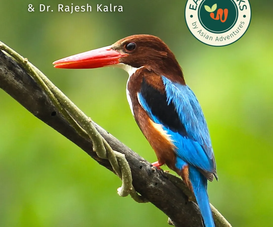 The vibrant White-throated Kingfisher, a common yet stunning sight on our urban birding trails. We help you not just spot these jewels but also understand their behavior, from their distinctive calls to their fishing techniques along city wetlands.